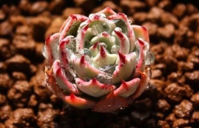 Srushtitraders Rare succulent, Echeveria subalpina,10 seeds Seed(10 per packet)