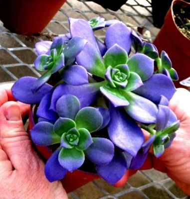 Srushtitraders Living Stones Flower Succulent Cactus Rare Succulent seeds Seed(10 per packet)