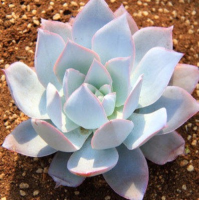 Srushtitraders Rare succulent, Echeveria Cante 10 seeds Seed(10 per packet)