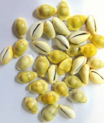 vinayakmoorti Yellow Kodi Lakshmi Cowrie Lakshmi Peelim Yellow Kawri Kodi Peeli Cowrie Laxmi and Diwali Pooja Article Kaudi Decorative Showpiece  -  2 cm(Stone, Yellow)