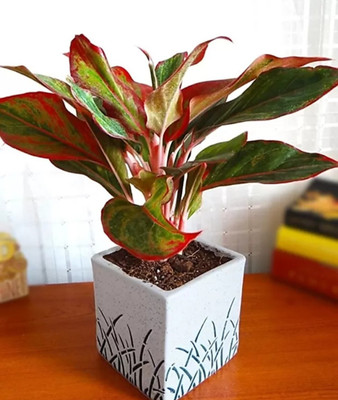 OriginalCeramics Plant Container Set(Ceramic)
