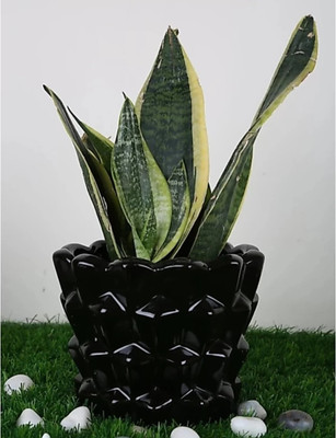 OriginalCeramics Plant Container Set(Ceramic)