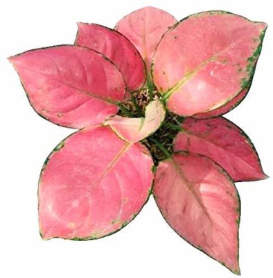 EVY Pink Lipstick Plant(Hybrid, Pack of 1)