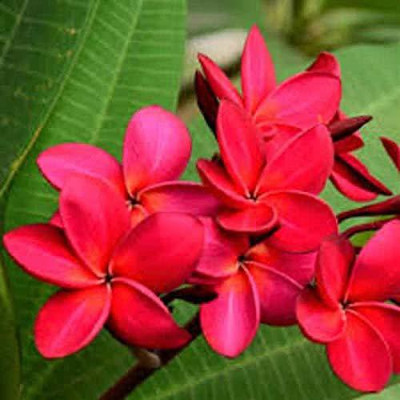 GURVEPLANTATIONI Plumeria Plant(Hybrid, Pack of 1)