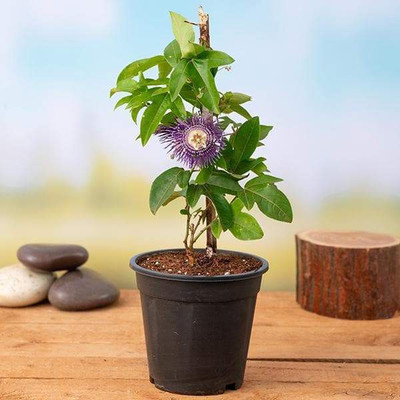 Cloud Farm Passion Plant(Hybrid, Pack of 1)