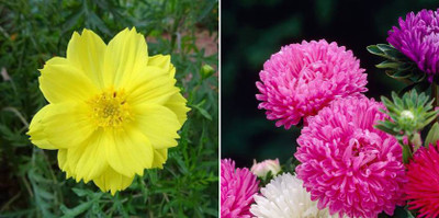 xcentax Cosmos, Aster Seed(20 per packet)