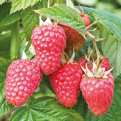 XOLDA Raspberry Hybrid Fruit Seed(17 per packet)