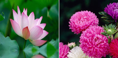xcentax Sacred Lotus Indian Lotus, Aster Seed(20 per packet)