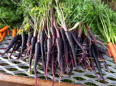 Paudha Black Carrot Seed(20 per packet)