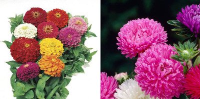 xcentax ZINNIA DOUBLE, Aster Seed(20 per packet)