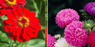 xcentax Zinnia Red, Aster Seed(20 per packet)