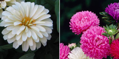 xcentax Zinnia white, Aster Seed(20 per packet)