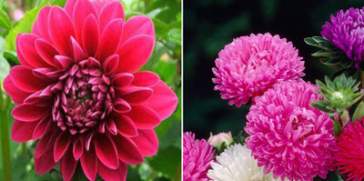 xcentax Dahlia, Aster Seed(20 per packet)