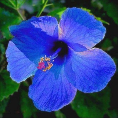 AloGardening Hibiscus Plant(Hybrid, Pack of 1)