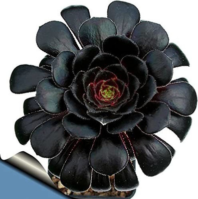 SeedsVille Black Rose Succulent - Aeonium Arboreum Seed(50 per packet)