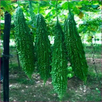 Chalisa Agencies Bitter Gourd, Karela Seed(16 per packet)