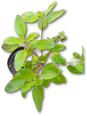 VIJAY GREENERY Tulsi Plant(Pack of 1)