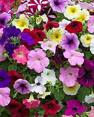 WILLVINE LX-364 Petunia Mixed Flower Seeds Seed(50 per packet)