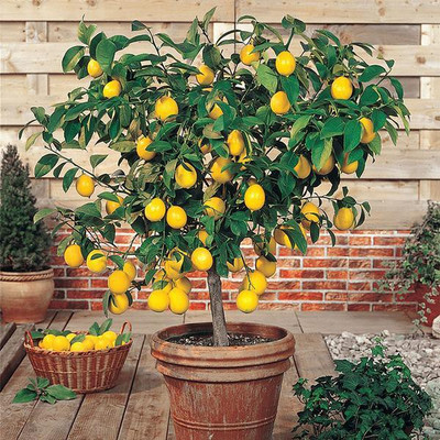 SeedsVille Organic Dwarf Meyer Lemon Tree 10 Seeds Pack, Indoor/Outdoor Fruit Seed(10 per packet)