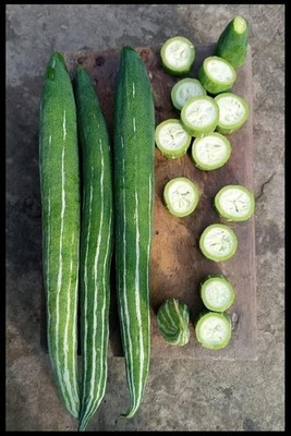 Aro Snake Gourd, Chichinda Seed(25 per packet)