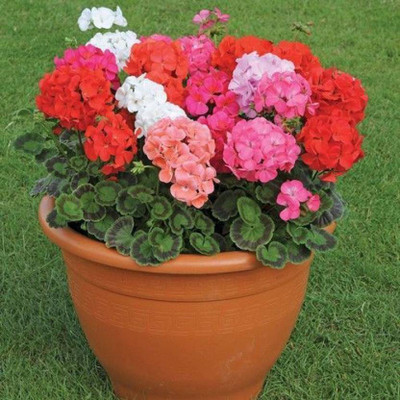 Crapulous Geranium Mix Flower Seed(100 per packet)