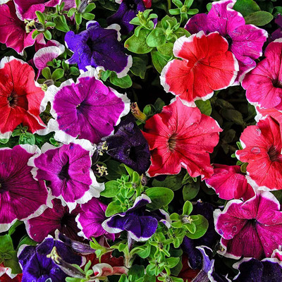 WILLVINE HUA-365 Petunia Mixed Flower Seeds Seed(50 per packet)