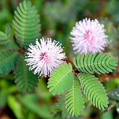 SumitGreenrey Shy Plant(Hybrid, Pack of 1)