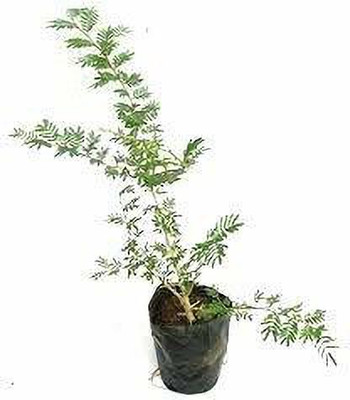 Aquinnah Graden Apple Plant(Hybrid, Pack of 1)