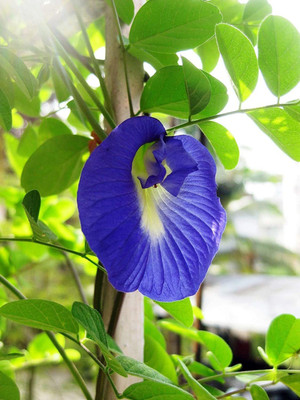 Asioa enterprise Aparajita/ Butterfly Pea Plant(Hybrid, Pack of 1)