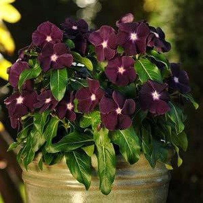 Lorvox Vinca Flower Seeds – Periwinkle Mixture Seed(46 per packet)