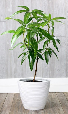 lakshita planters Mango Plant(Hybrid, Pack of 1)