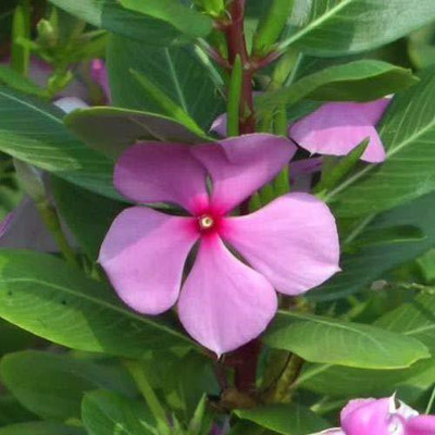 FURYHUB Sadabahar/Periwinkle Plant(Hybrid, Pack of 1)
