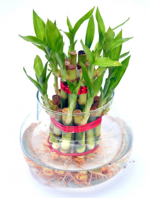 GIRISHA TRADERS Two Layer Bamboo Plant(Hybrid, Pack of 1)