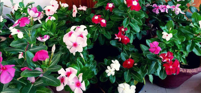 VibeX LXI-5 - Vinca Rosea Dwarf Mixed/Flower - (540 Seeds) Seed(540 per packet)