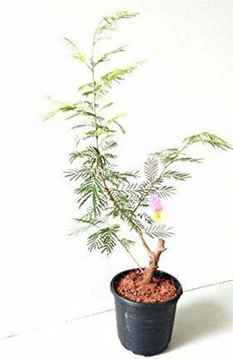 Aquinnah Graden Shahtoot/Mulberry Plant(Hybrid, Pack of 1)