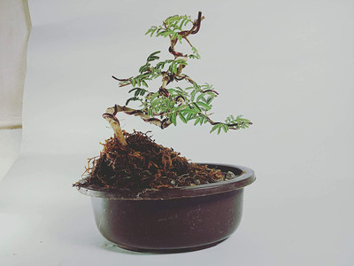 PLaNeTreee Shami/Jand Plant(Hybrid, Pack of 1)