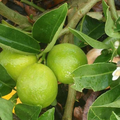 K.K.Enterprise Lemon Plant(Hybrid, Pack of 1)