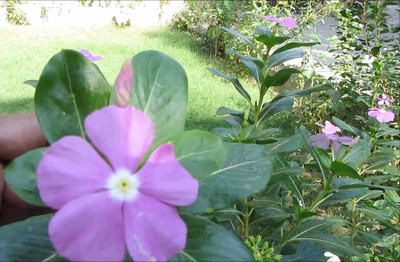 FURYHUB Sadabahar/Periwinkle Plant(Hybrid, Pack of 1)