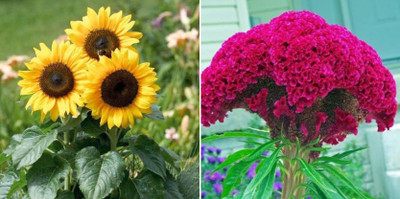xcentax Sun Minature, Cockscomb Seed(20 per packet)