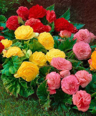 SIDDHI VINAYAK GALLERY Begonia Flower Bulbs Seed(5 per packet)