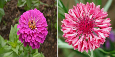 dreamseawaves PURPLE ZINNIA SUMMER & Cornflower Seed(22 per packet)