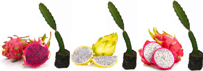 Elanthalir Dragon Tree(Hybrid, Pack of 1)