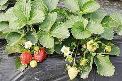 GreenyOn Strawberry Plant(Hybrid, Pack of 1)