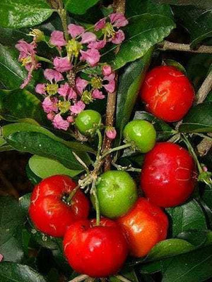 PB honey priya plant Cherry Fruit Plant(Hybrid, Pack of 1)