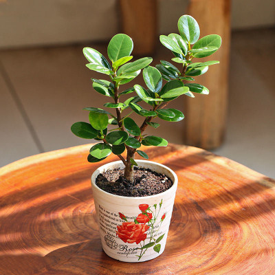 AquinnahGaden Ficus Plant(Hybrid, Pack of 1)