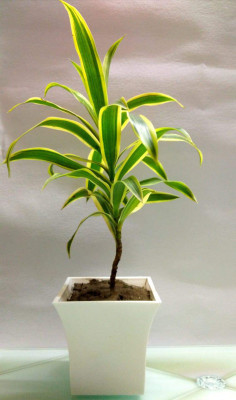 Vijay Sales Song Of India Plant(Hybrid, Pack of 1)