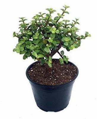 PRAJAPATNURSERY Jade Plant(Hybrid, Pack of 1)