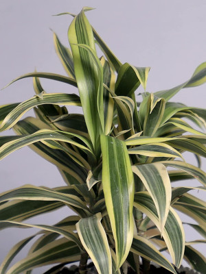 FURYHUB Song Of India Plant(Hybrid, Pack of 1)