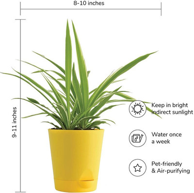 EVY Spider Plant(Hybrid, Pack of 1)