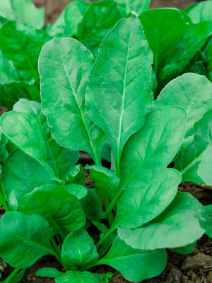 ME Traders Organic Palak Spinach Seed(83 per packet)